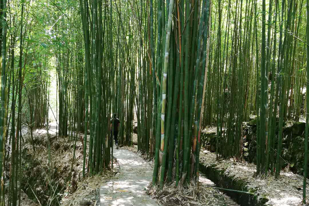 竹材林地一角